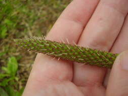 Image of Mexican Plantain