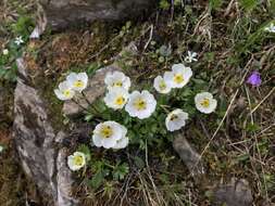 Image of alpine buttercup