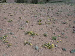 Imagem de Eriogonum umbellatum var. covillei (Small) Munz & Reveal