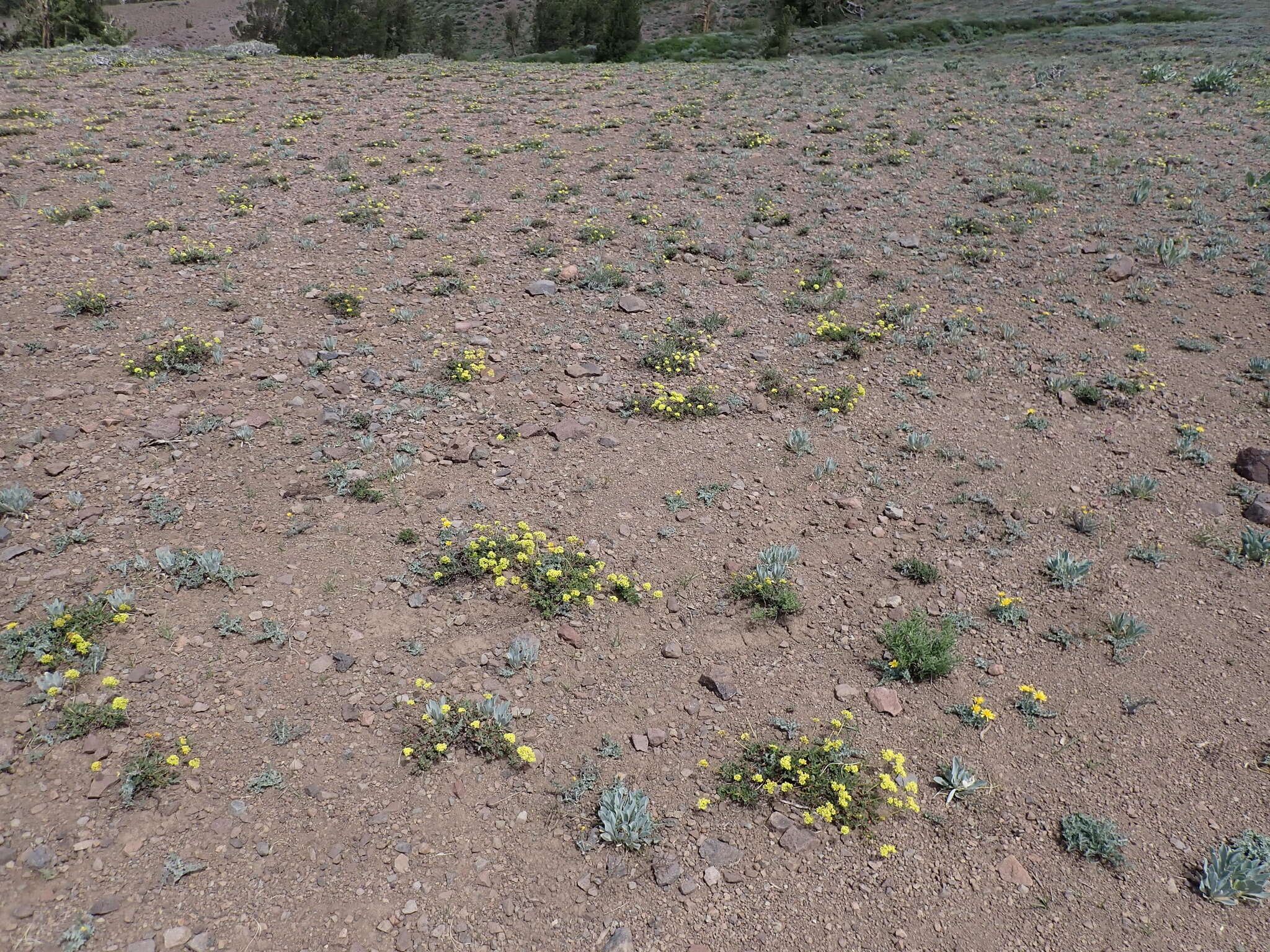 Image of sulphur-flower buckwheat