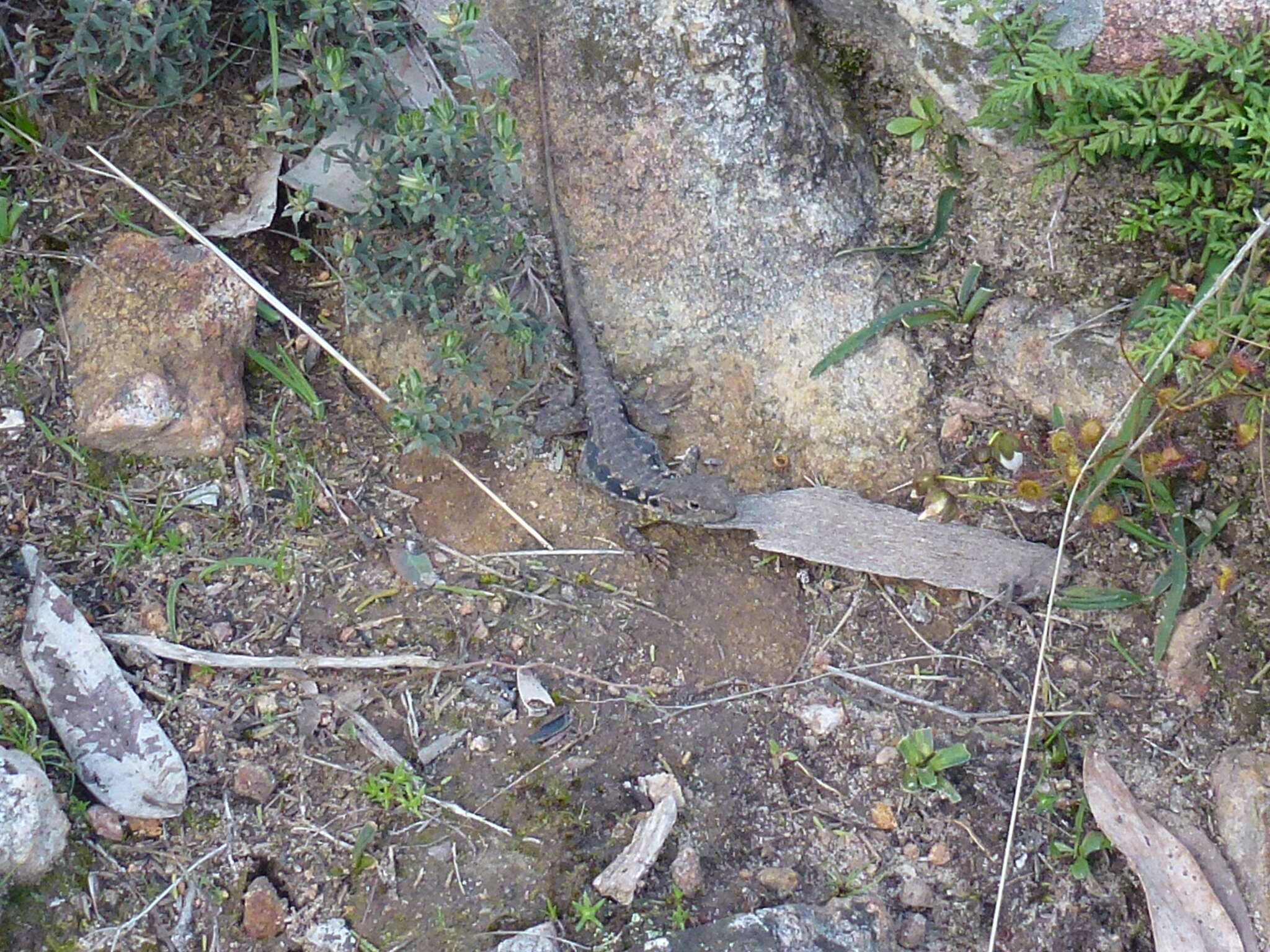 Ctenophorus decresii (Duméril & Bibron 1837) resmi