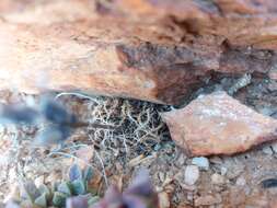 Image of Haworthia arachnoidea var. namaquensis M. B. Bayer
