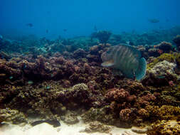 Image of Giant Wrasse