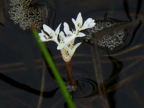 Image of Aponogeton angustifolius Aiton