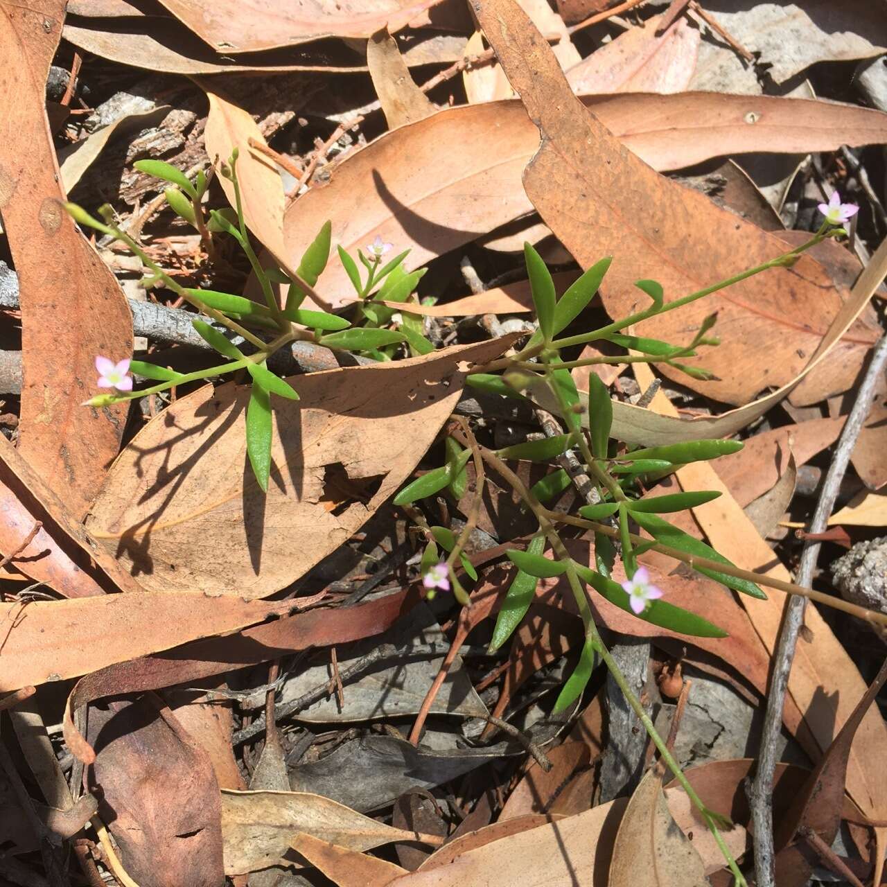 Image of Calandrinia pickeringii A. Gray