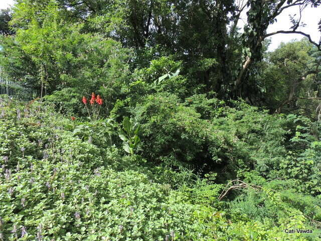 Plancia ëd <i>Indigofera jucunda</i>