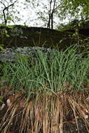 Carex biltmoreana Mack. resmi