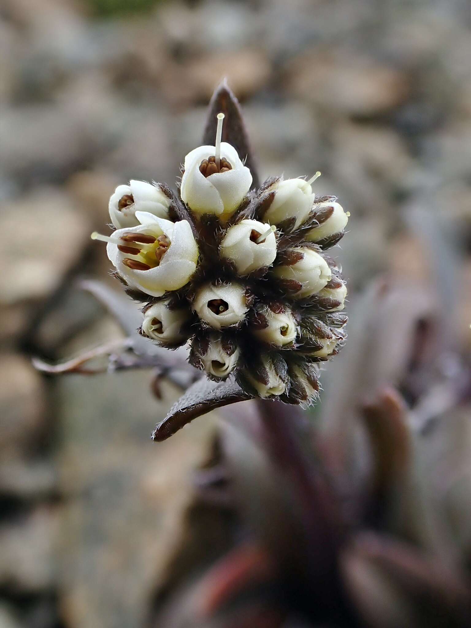 Image of Myosotis monroi Cheeseman