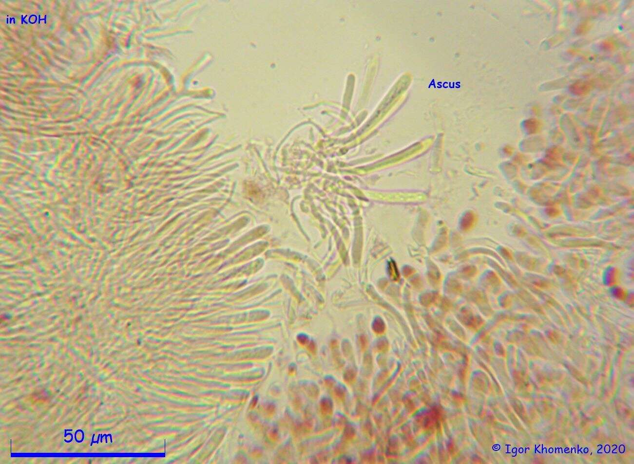 Image of Ionomidotis fulvotingens (Berk. & M. A. Curtis) E. K. Cash 1939