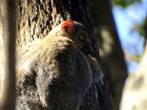 Image of Randrianasolo's Sportive Lemur