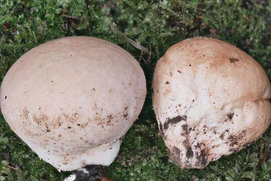 Image of Calvatia rugosa (Berk. & M. A. Curtis) D. A. Reid 1977