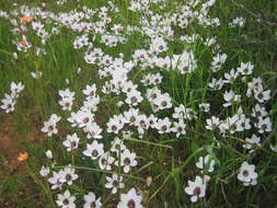 Image of Geissorhiza tulbaghensis F. Bolus