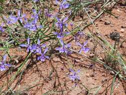 Plancia ëd Afrosolen sandersonii subsp. limpopoensis (Goldblatt & J. C. Manning) Goldblatt & J. C. Manning