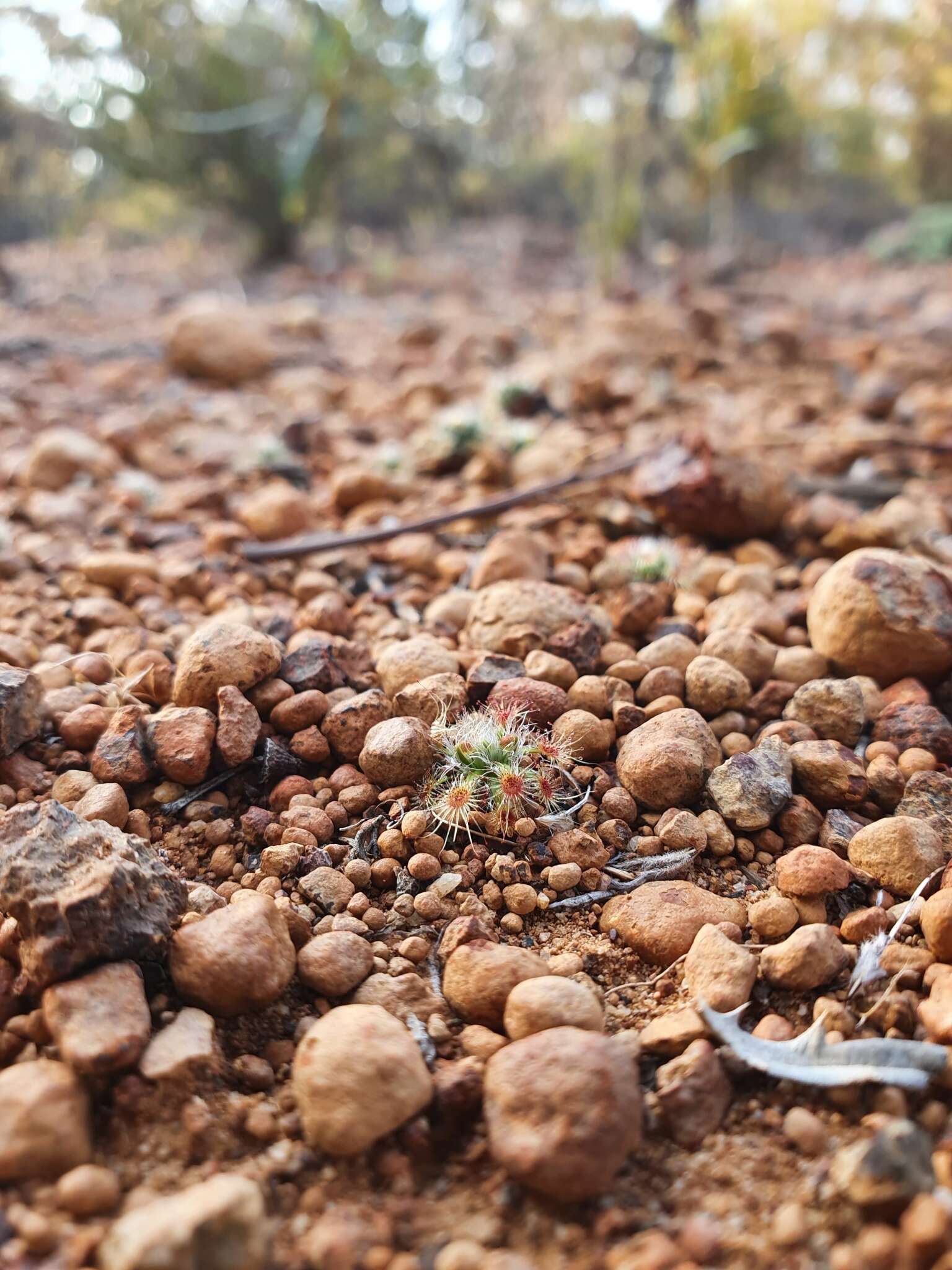 Image of Drosera hyperostigma N. Marchant & Lowrie