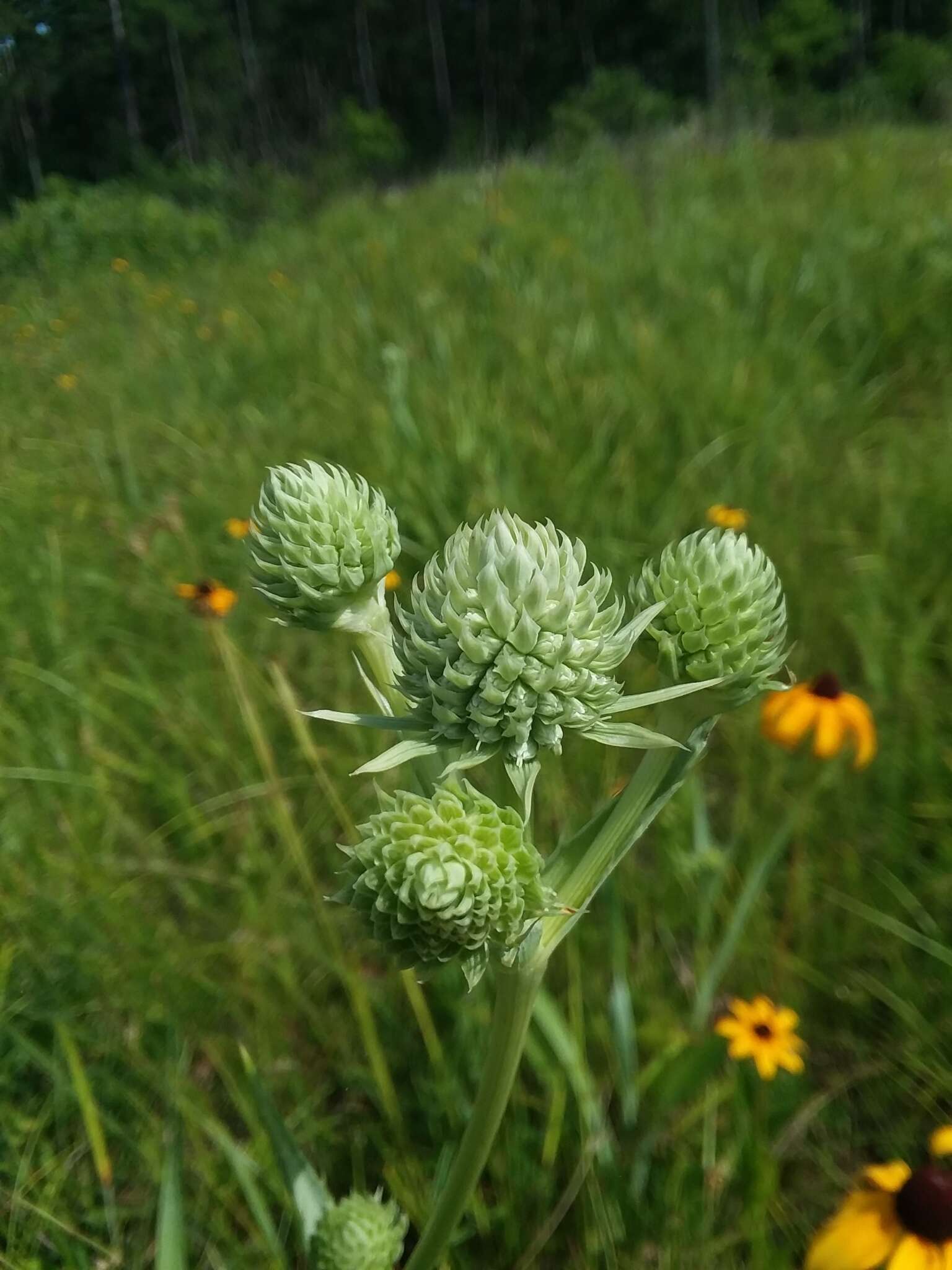 Imagem de Eryngium yuccifolium var. yuccifolium