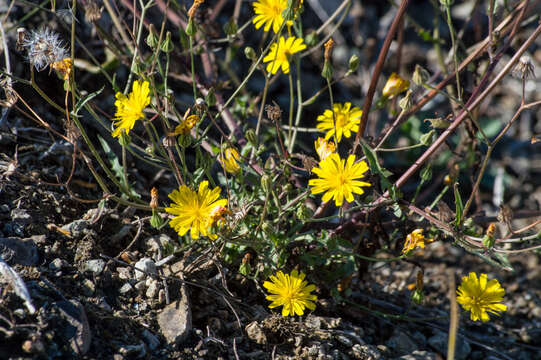 Image of smooth hawksbeard