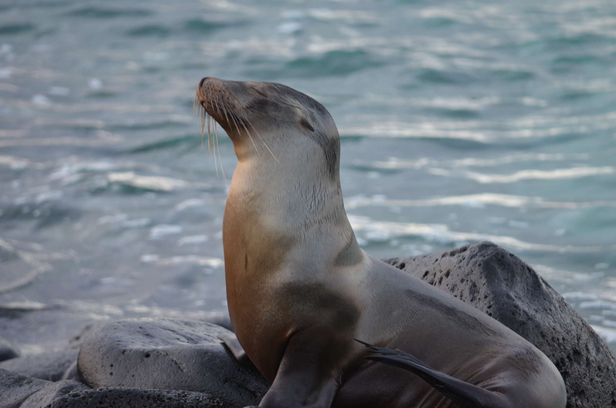 Image of Sea Lion