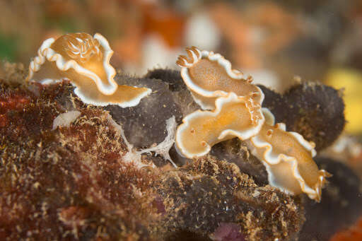 Image of Red-margined orange slug