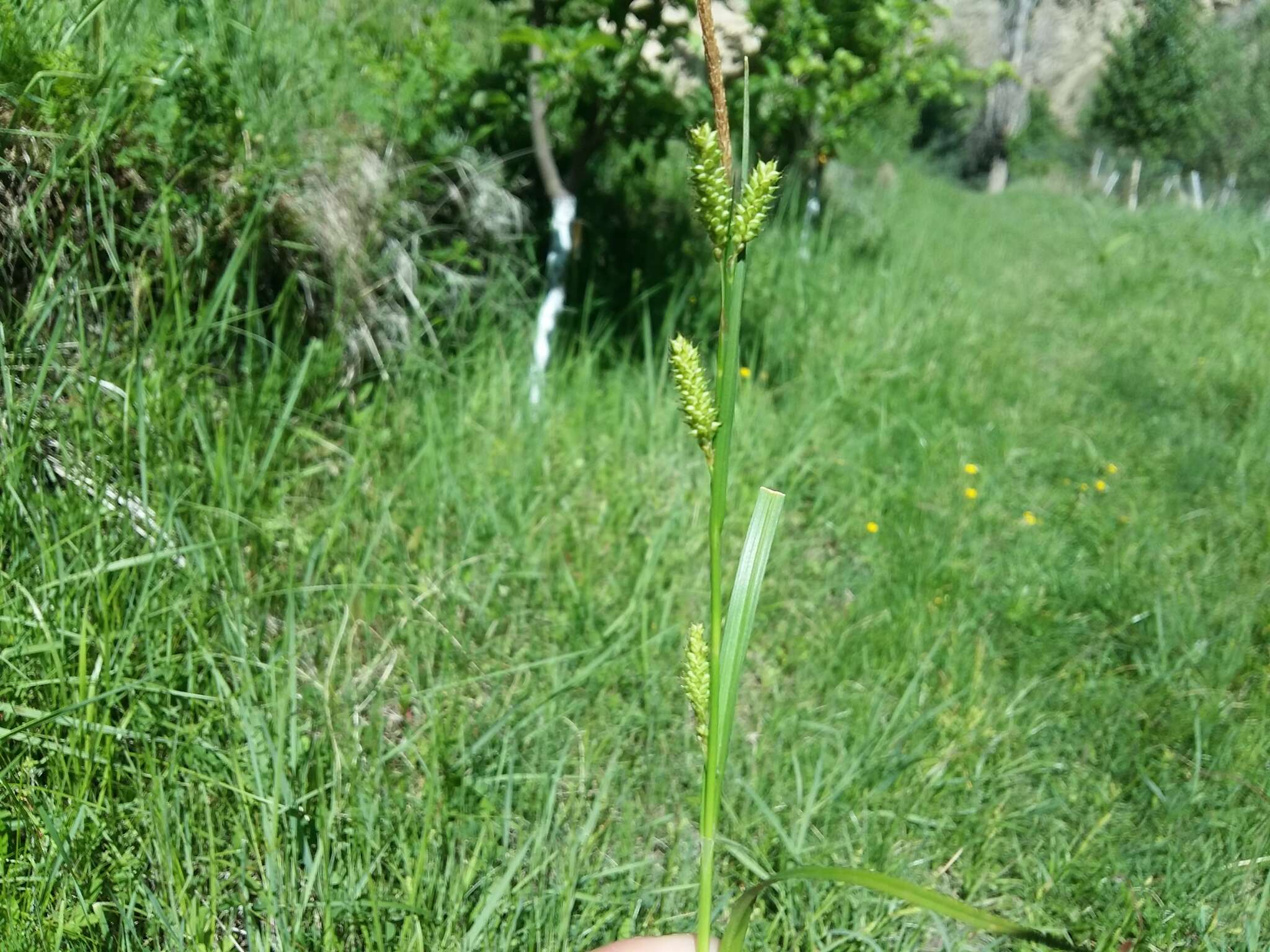 Sivun Carex diluta M. Bieb. kuva