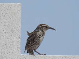 Image of Yucatan Wren