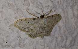 Image of Idaea camparia Herrich-Schäffer 1851