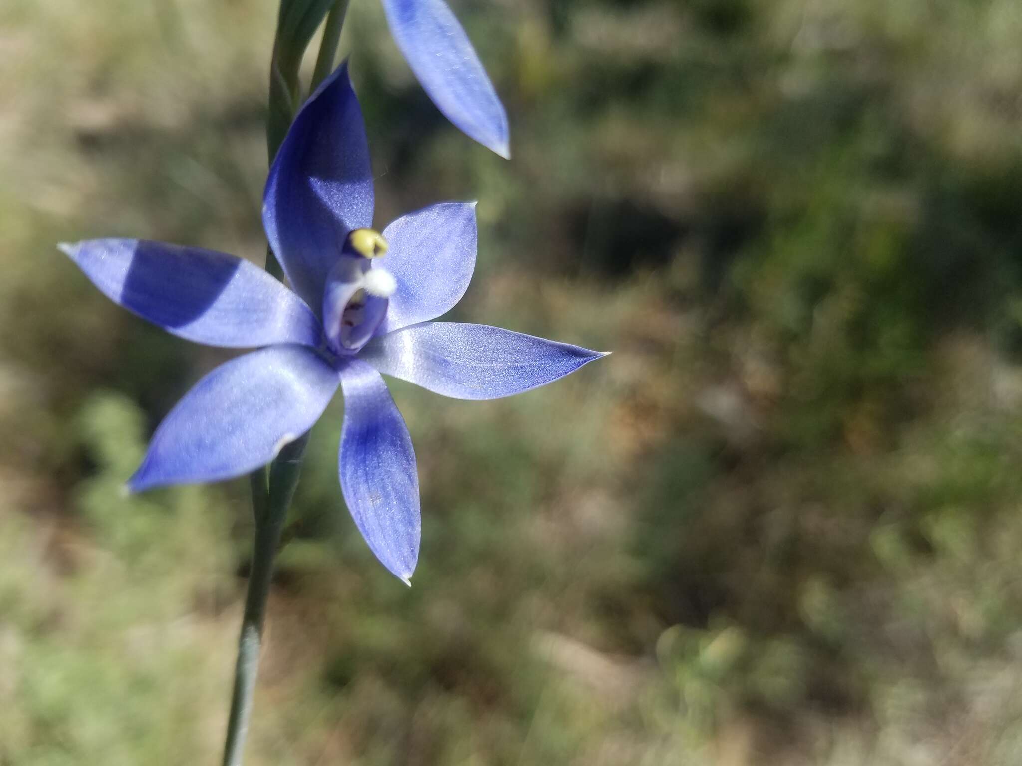 صورة Thelymitra graminea Lindl.