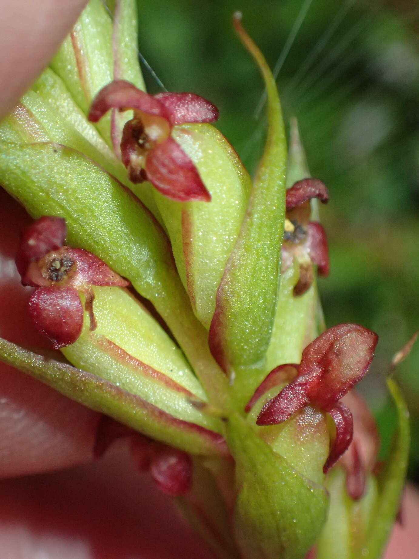 Imagem de Disa densiflora (Lindl.) Bolus