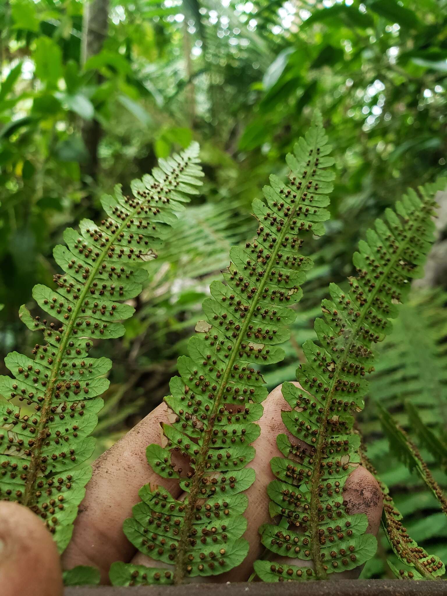 Image of Forest Alsophila