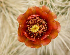 Image de <i>Cylindropuntia chuckwallensis</i>