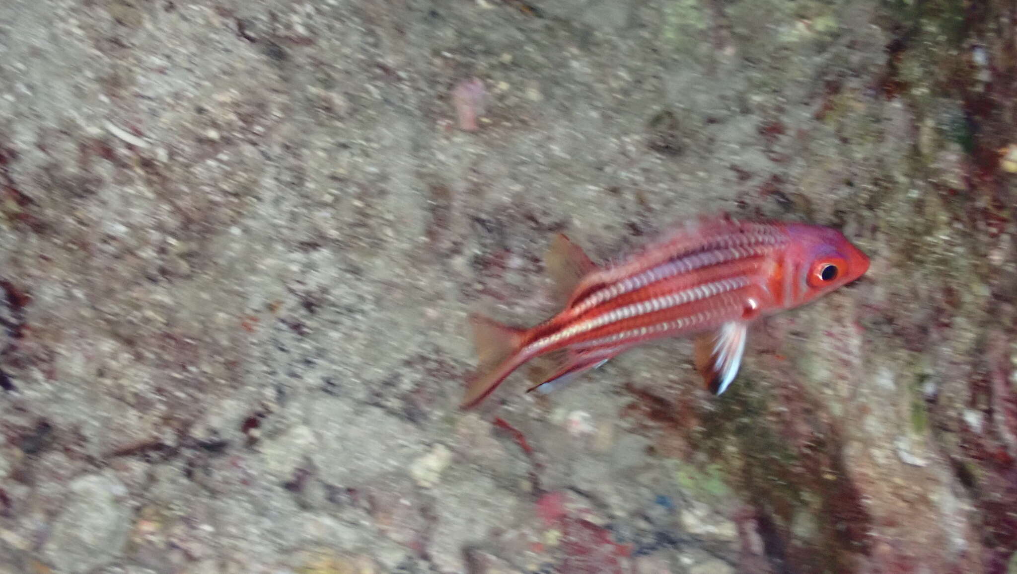 Image of Red Striped Squirrelfish