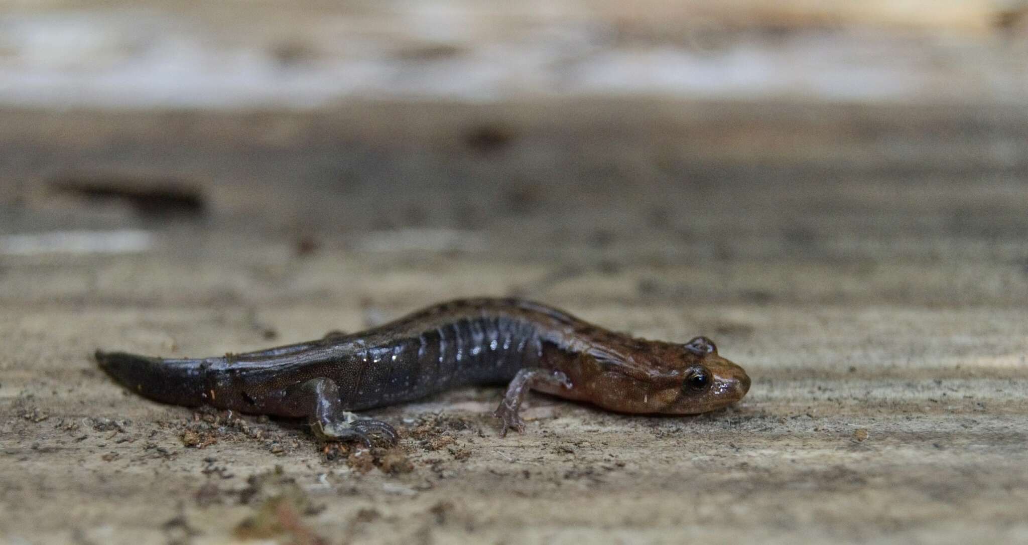 Image of Allegheny Mountain Dusky Salamander