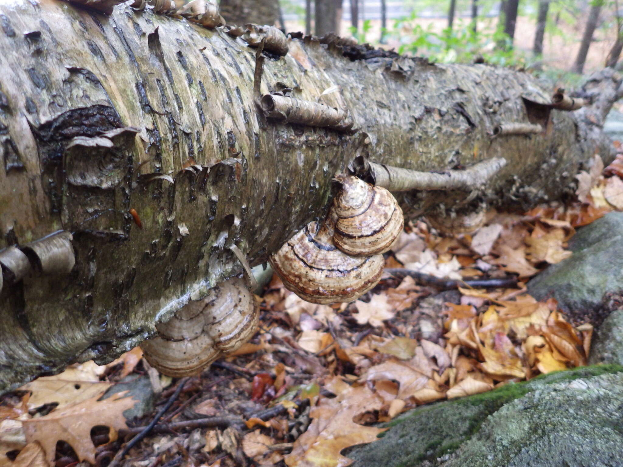 Image de Fomes fomentarius (L.) Fr.