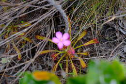 Drosera ramentacea Burch. ex DC.的圖片