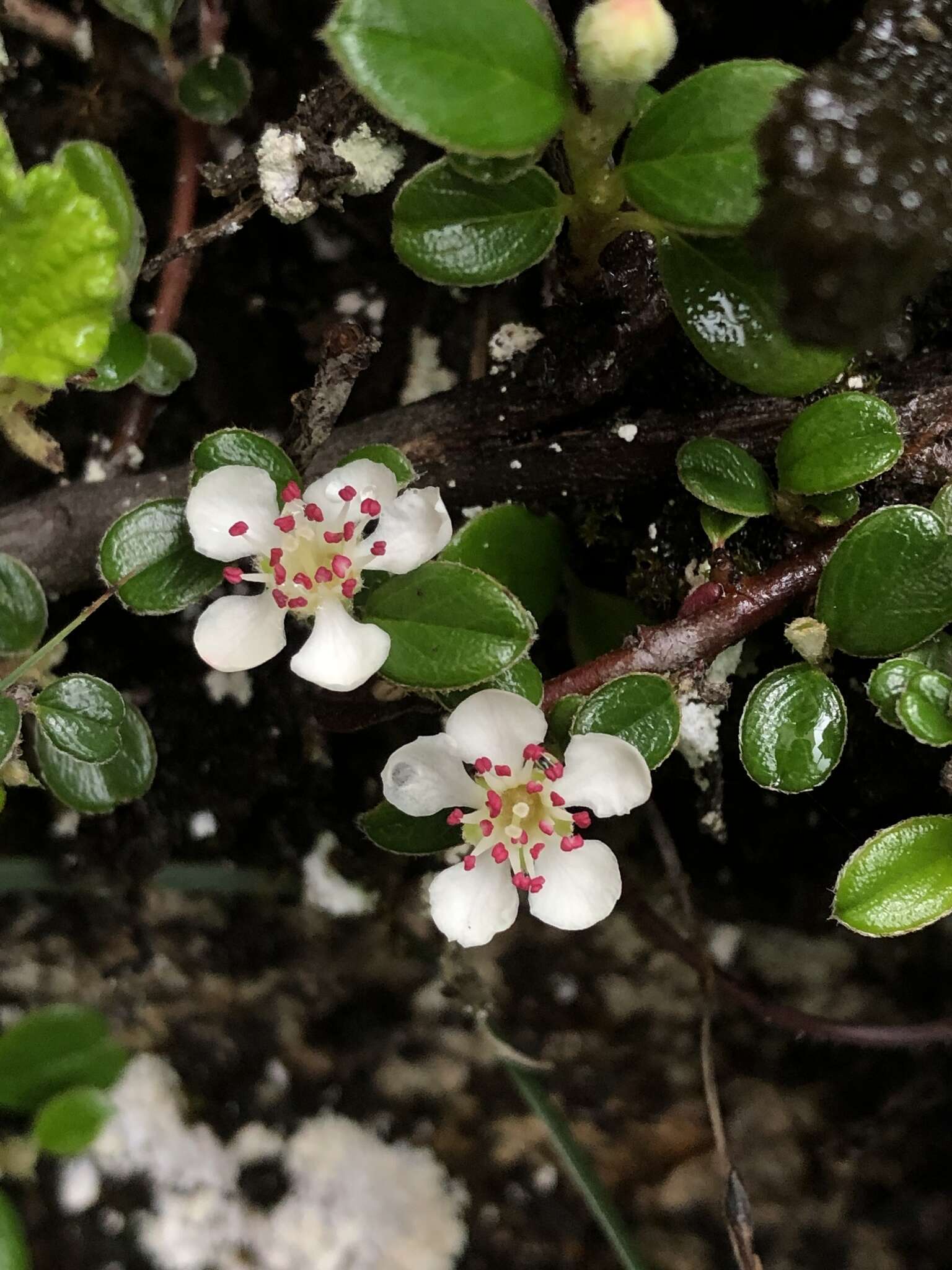 Image of Cotoneaster morrisonensis Hayata