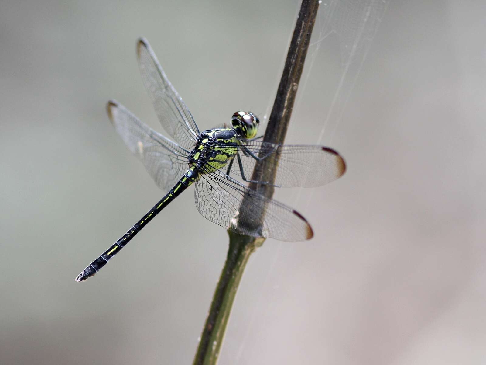 Hadrothemis infesta (Karsch 1891) resmi