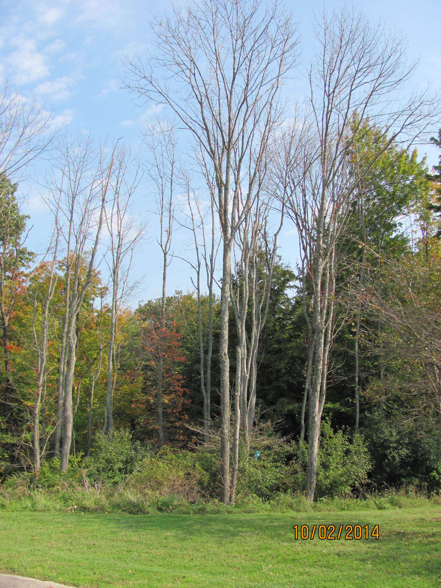 Image of Fraxinus pennsylvanica var. pennsylvanica