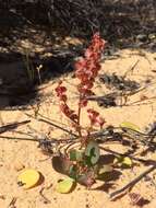 Слика од Rumex cordatus Desf.