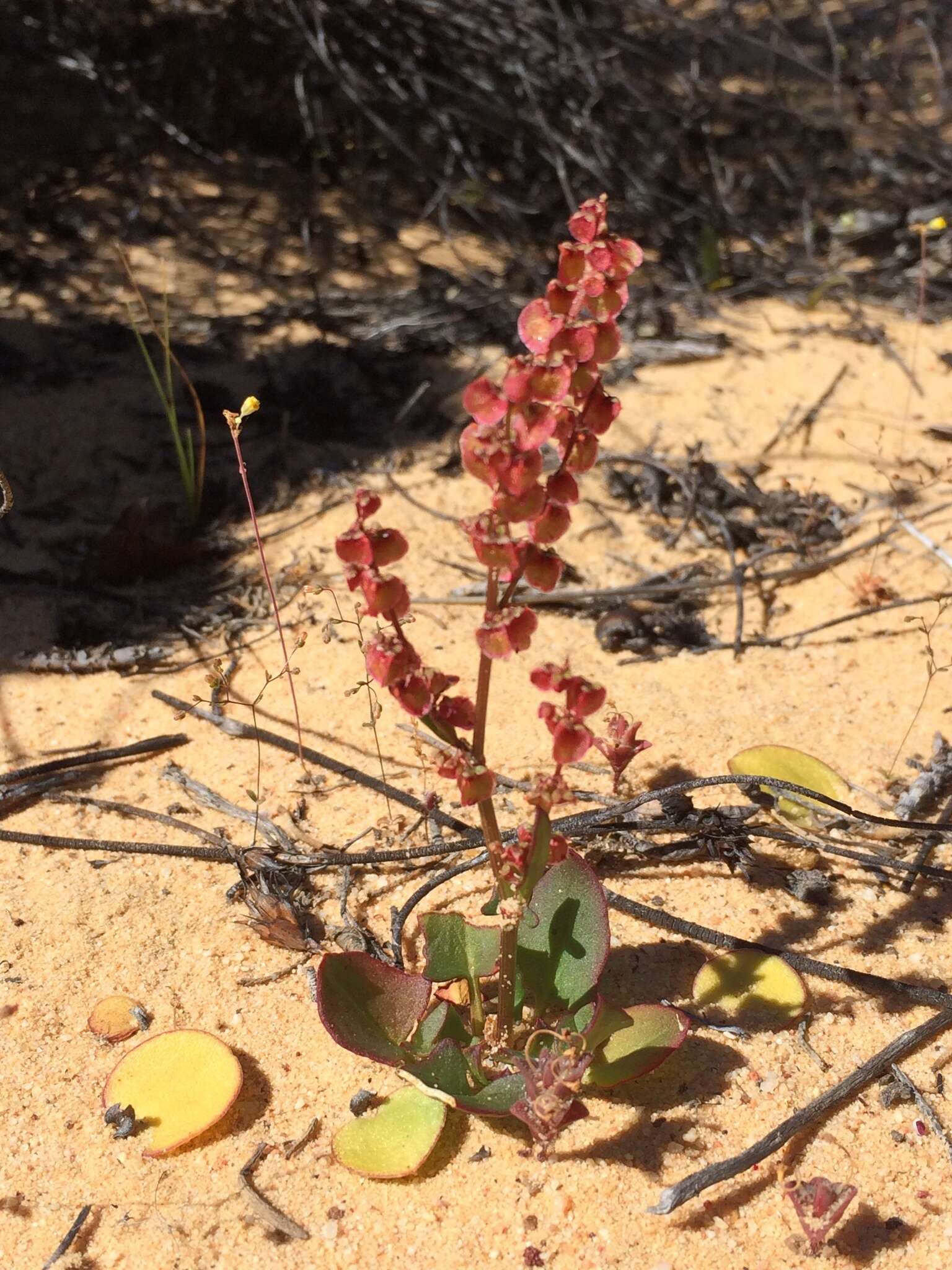 Слика од Rumex cordatus Desf.