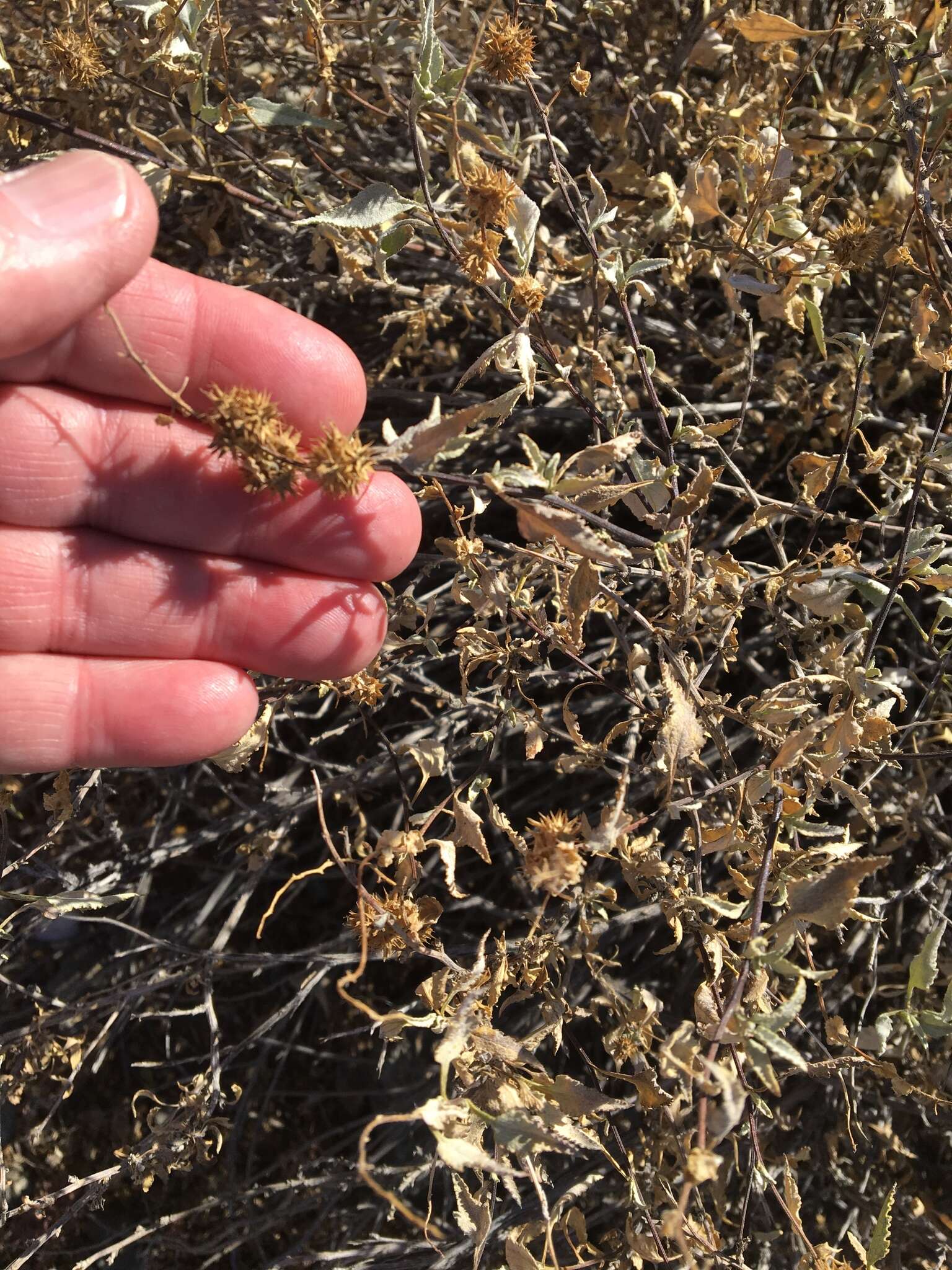 Image of triangle bur ragweed