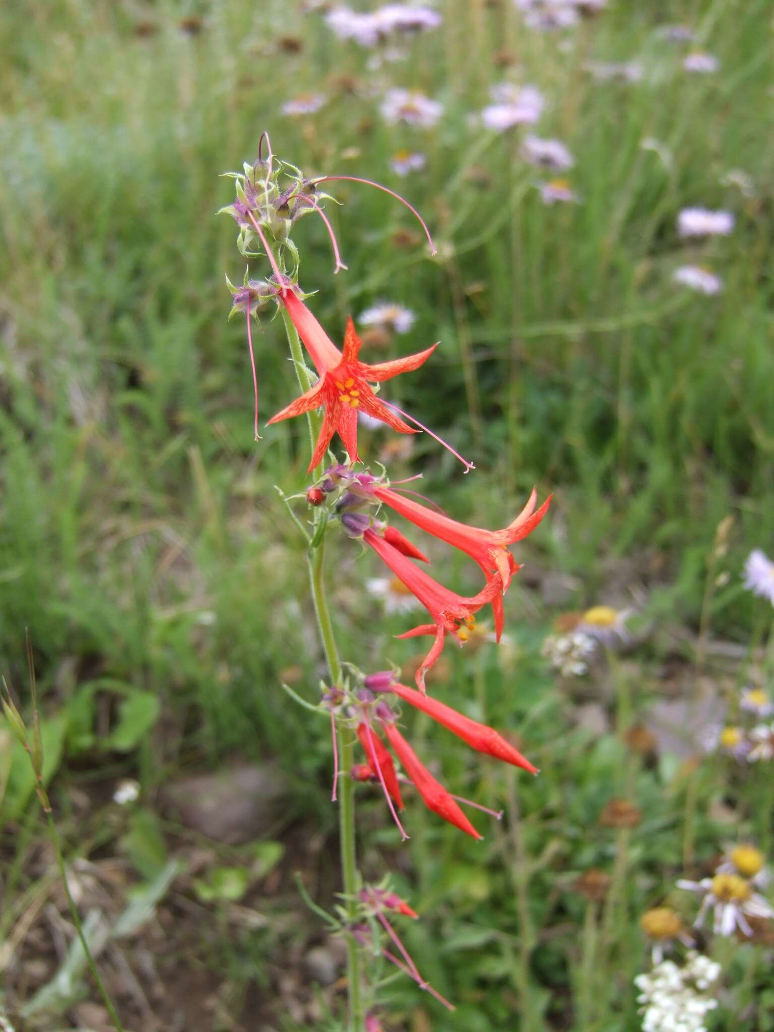 Ipomopsis aggregata subsp. aggregata resmi