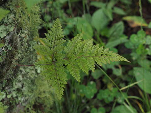 Sivun Davallia trichomanoides Bl. kuva