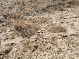 Image of Yellow-faced Pocket Gopher