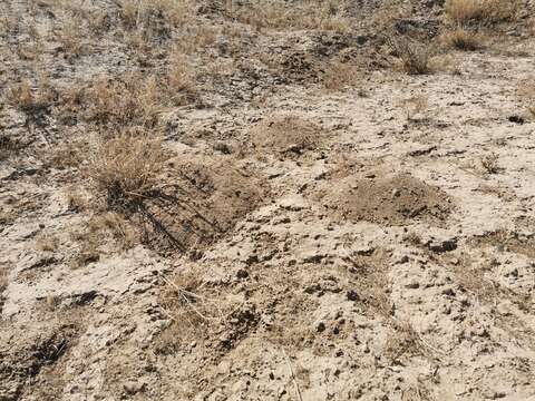 Image of Yellow-faced Pocket Gopher