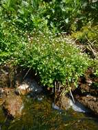 Image of Cardamine scutata Thunb.