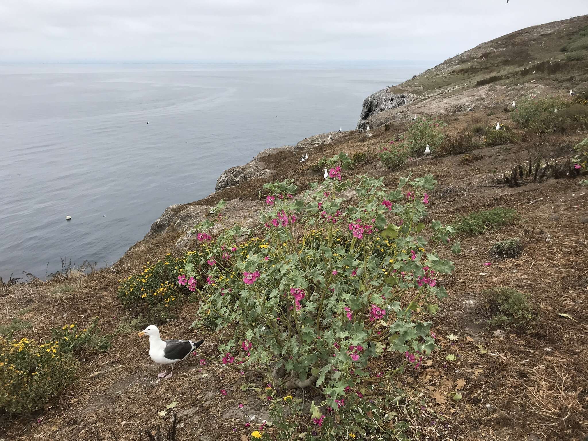 Imagem de <i>Malva <i>assurgentiflora</i></i> subsp. assurgentiflora