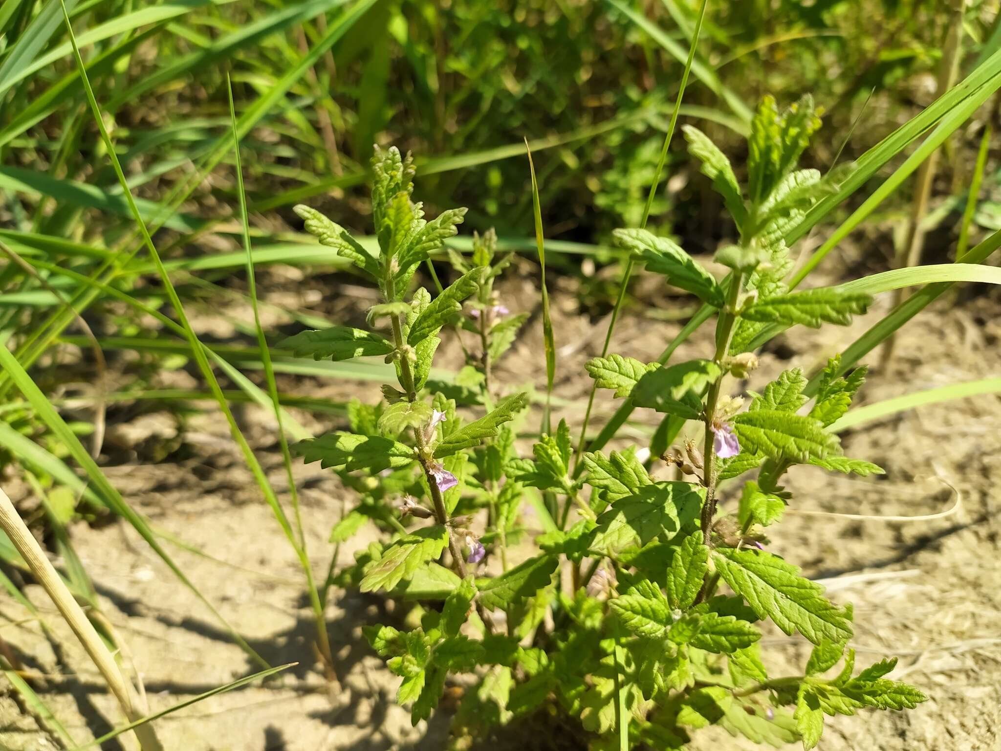 Image of Water germander