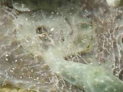 Image of Chromodoris kalawakan Bonomo & Gosliner 2020