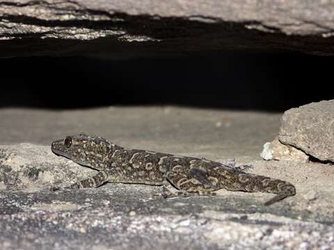 Image of Hemidactylus yajurvedi Murthy, Bauer, Lajmi, Agarwal & Giri 2015