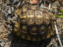 Image of Southeastern hinge-back tortoise