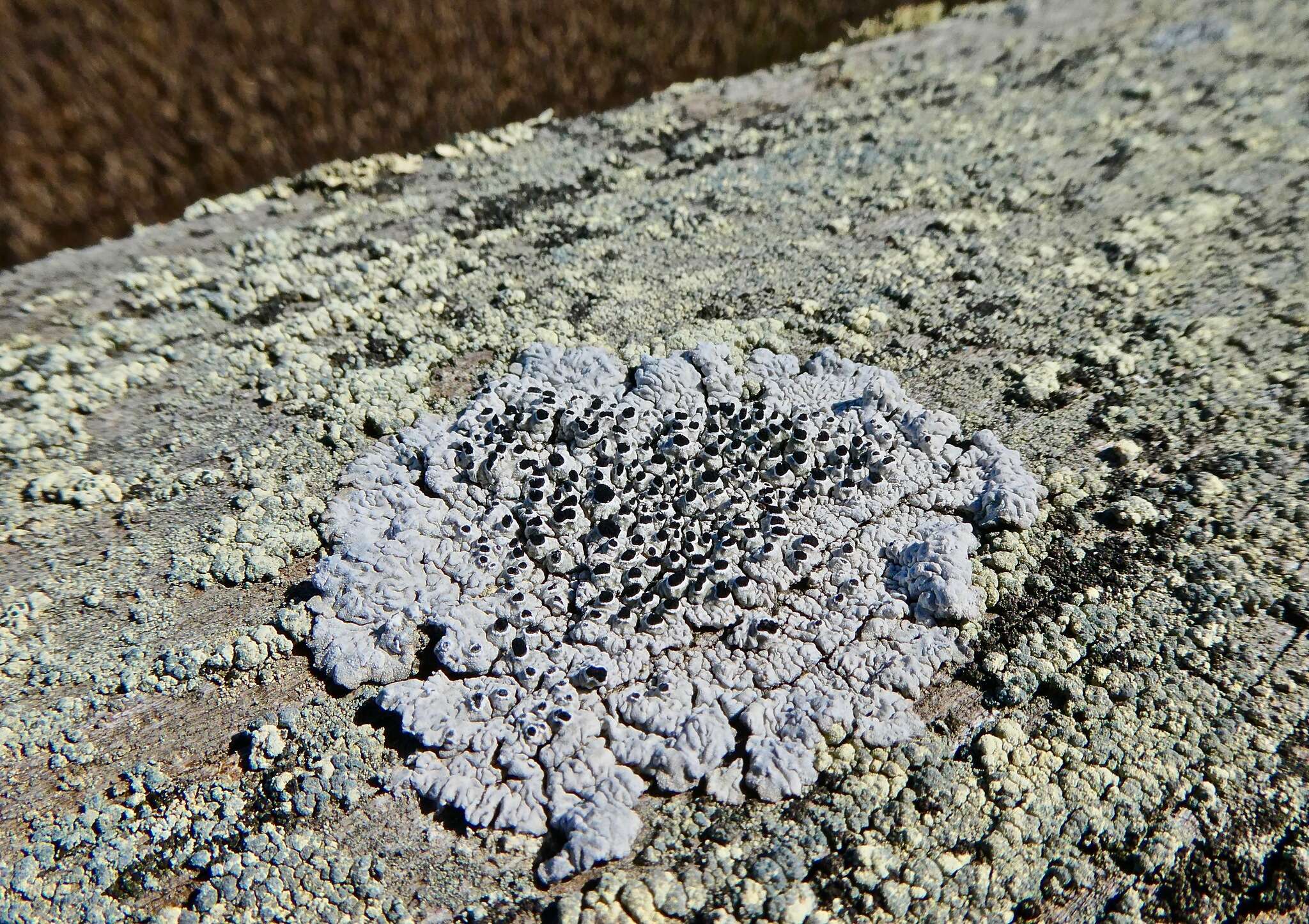 Image of California thelomma lichen